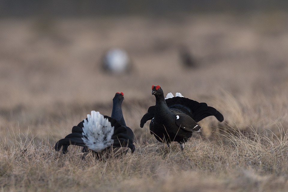 Black grouse lek